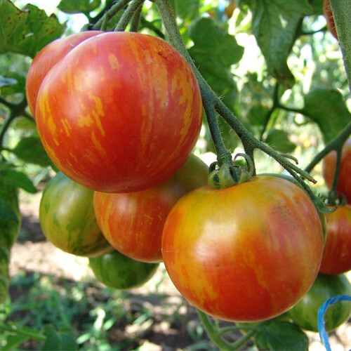 Семена томата индетерминантного Дуо Moravoseed 10 гр, Фасовка: Проф упаковка 1 кг | Agriks
