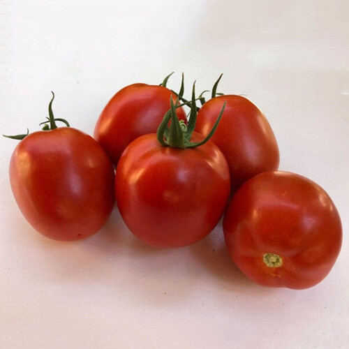 Насіння індетермінантного томату Енігма F1 Spark Seeds від 250 шт, Фасовка: Проф упаковка 250 шт | Agriks