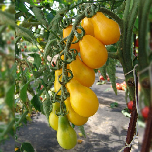 Семена томата индетерминантного Перун Moravoseed 10 гр, Фасовка: Проф упаковка 1 кг | Agriks