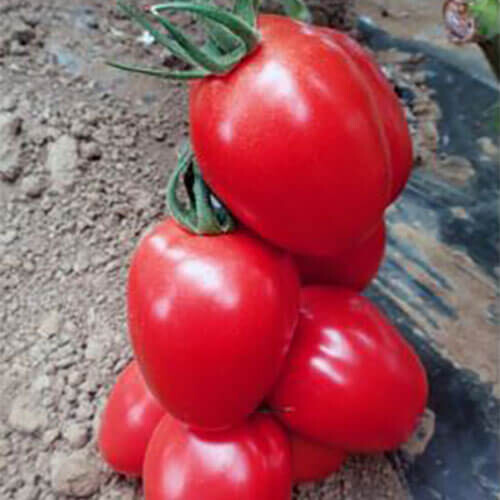 Насіння томату детермінантного Гладіс F1 Еsasem 1 000 шт, Фасовка: Проф упаковка 25 000 шт | Agriks