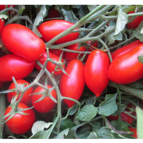Насіння томату Каваліно Россо F1 Cora Seeds 1 000 шт, Фасовка: Проф упаковка 25 000 шт | Agriks