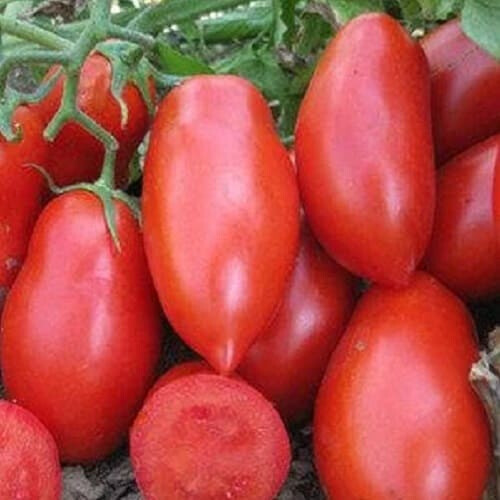 Насіння томату Рокія F1 Cora Seeds 1 000 шт, Фасовка: Проф упаковка 25 000 шт | Agriks