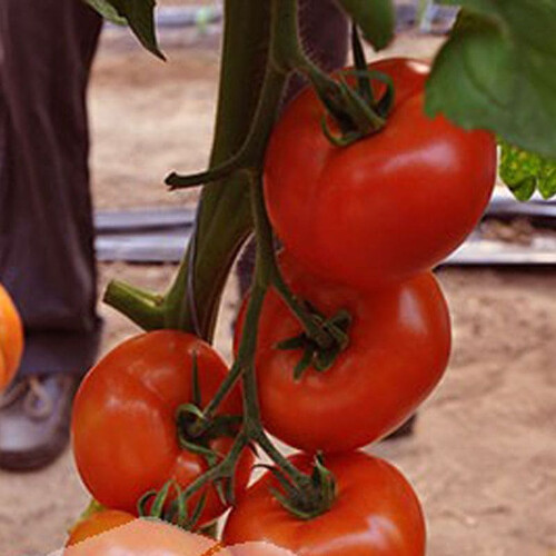 Насіння томату індетермінантного Нада F1 Esasem від 250 шт, Фасовка: Проф упаковка 500 шт | Agriks