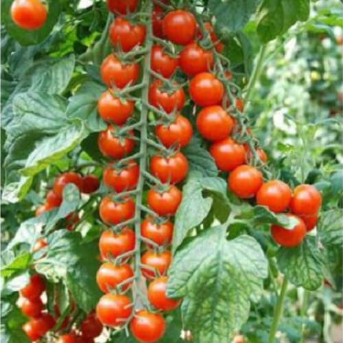 Насіння томату індетермінантного Порпора F1 Esasem 250 шт, Фасовка: Проф упаковка 500 шт | Agriks