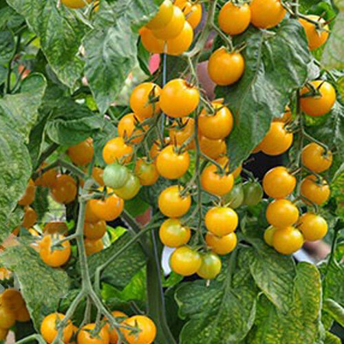Насіння томату індетермінантного Стар Голд F1 Esasem 250 шт, Фасовка: Проф упаковка 500 шт | Agriks