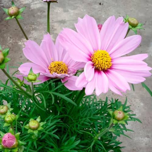 Семена космеи Касанова розовая 20 шт Floragran | Agriks