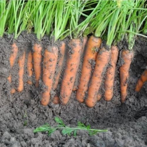 Семена моркови Карибу F1 Seminis от 200 000 шт (1,6-1,8), Фасовка: Проф упаковка 200 000 шт (1,8 - 2,0) | Agriks