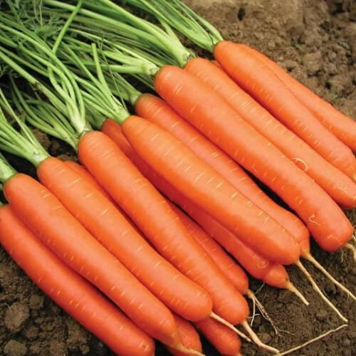 Семена моркови Карруба F1 Seminis 100 000 шт (1,8-2,0), Фасовка: Проф упаковка 200 000 шт (1,6 - 1,8) | Agriks