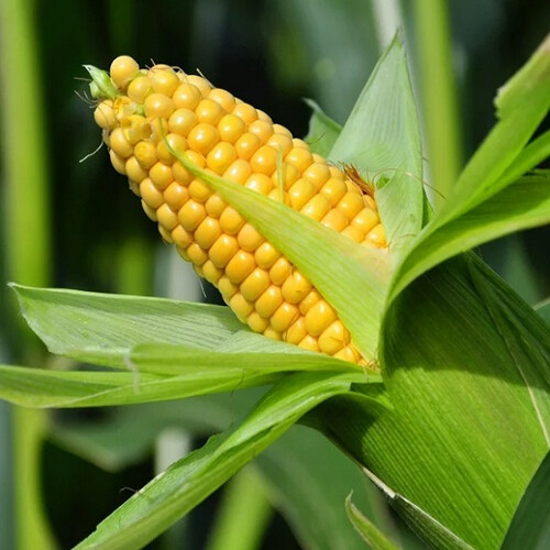 Насіння кукурудзи цукрової Бондюелька F1 (ГСС 3071) Syngenta від 5 г (Agriks), Фасовка: Середня упаковка 50 г | Agriks