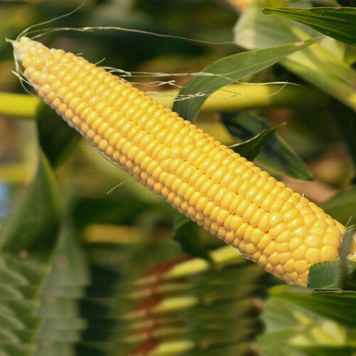 Семена кукурузы сахарной НБМ 2020 F1 МНАГОР 1 000 шт, Фасовка: Проф упаковка 200 шт | Agriks