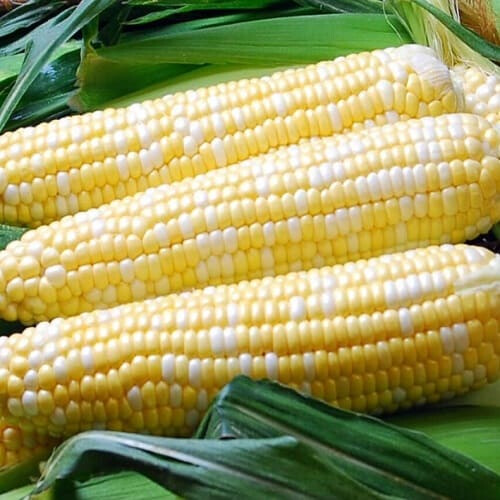 Семена кукурузы сахарной Палитра F1 МНАГОР от 200 шт, Фасовка: Проф упаковка 20 000 шт | Agriks