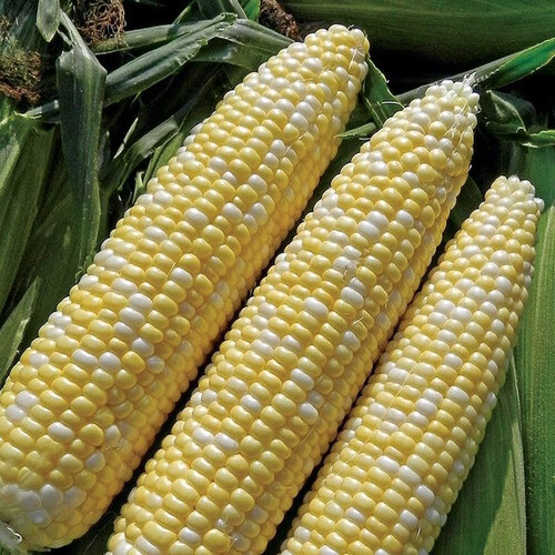 Семена кукурузы сахарной Прометей F1 МНАГОР от 200 шт, Фасовка: Проф упаковка 20 000 шт | Agriks