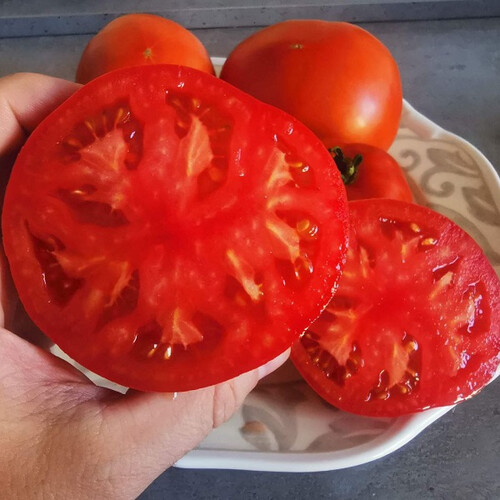 Насіння томату детермінантного Монк F1 (INX 3025) Innova Seeds від 100 шт, Фасовка: Проф упаковка 1 000 шт | Agriks