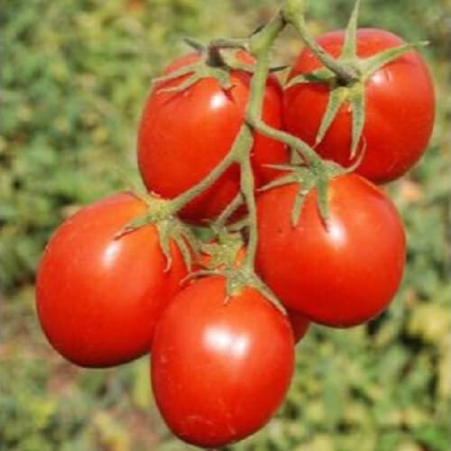 Насіння томату детермінантного Керо F1 Еsasem 25 000 шт, Фасовка: Проф упаковка 500 шт | Agriks