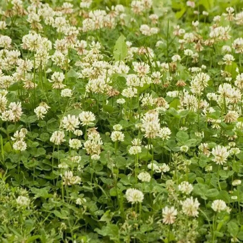 Газонная трава Ривендел (белый клевер) /Thamberlina DLF Trifolium (Дания) 1 кг, Фасовка: Проф упаковка 25 кг | Agriks
