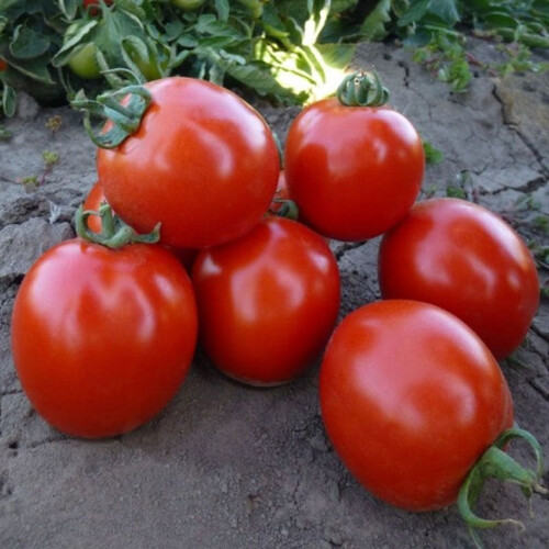 Насіння томату детермінантного КС 215 F1 Kitano Seeds від 1 000 шт, Фасовка: Проф упаковка 5 000 шт | Agriks