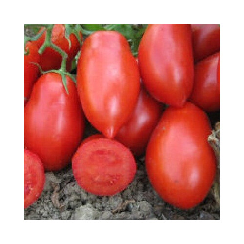 Насіння томату детермінантного Талент F1 Еsasem 1 000 шт, Фасовка: Проф упаковка 25 000 шт | Agriks