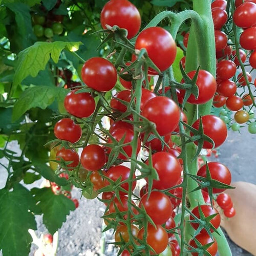 Насіння томату індетермінантного  ES 5005-270 F1 Ergon від 10 шт (Agriks), Фасовка: Середня упаковка 100 шт | Agriks