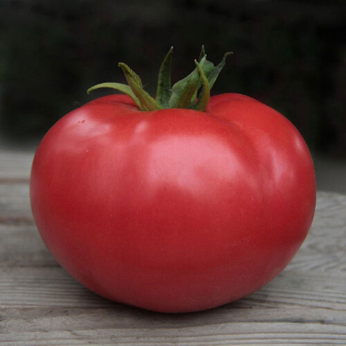 Насіння томату індетермінантного Кібо F1 Kitano Seeds від 10 шт, Фасовка: Міні упаковка 10 шт | Agriks