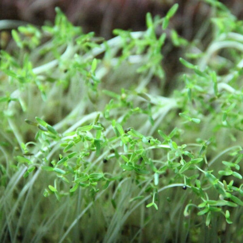Насіння мікрозелені Амарант 5 г (М/З) | Agriks