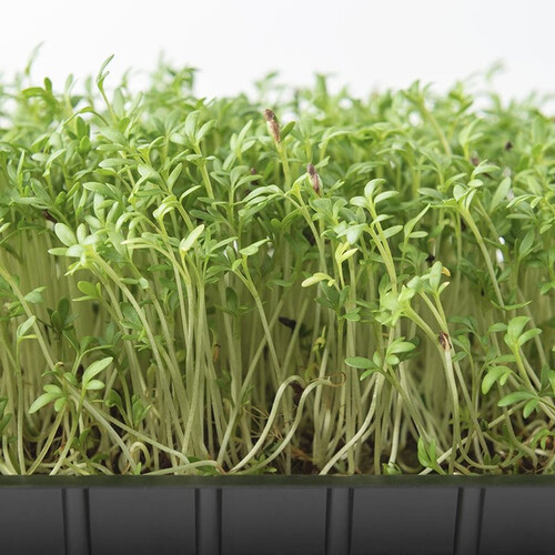 Семена микрозелени Кресс-салат 5 г (М/З) | Agriks