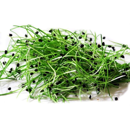 Насіння мікрозелені Цибуля 5 г (М/З) | Agriks