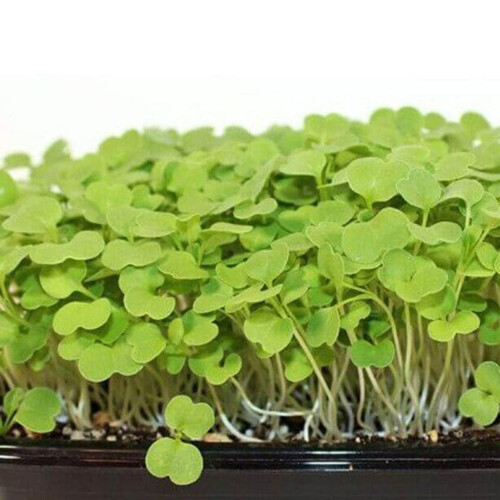 Насіння мікрозелені Рукола 5 г (М/З) | Agriks
