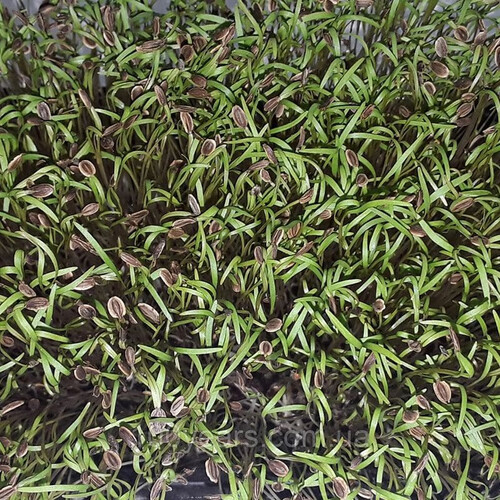 Насіння мікрозелені Кріп 5 г (М/З) | Agriks