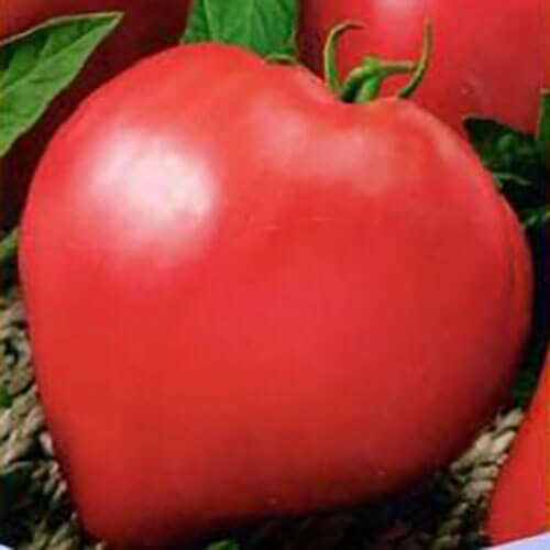 Насіння томату індетермінантного Волове серце Hortus від 10 г, Фасовка: Проф упаковка 10 г | Agriks