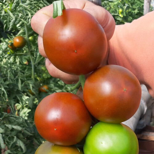 Насіння томату індетермінантного Сіліврі F1 Libra Seeds (Erste Zaden) 1 000 шт, Фасовка: Проф упаковка 1 000 шт | Agriks