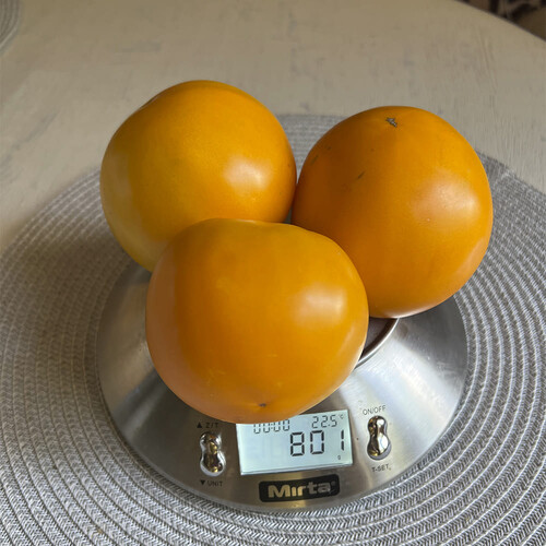 Насіння томату детермінантного Авентус F1 Breeding Seeds 250 шт | Agriks