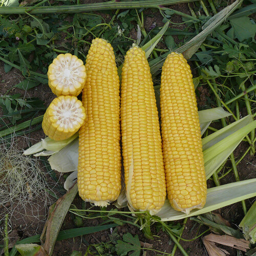 Насіння кукурудзи цукрової Добриня F1 Lark Seeds від 5 г, Фасовка: Міні упаковка 5 г | Agriks