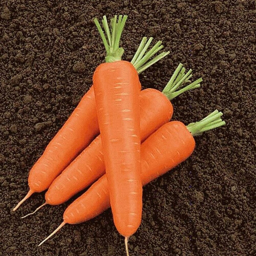 Насіння моркви Олімпо F1 Hazera від 1 г, Фасовка: Проф упаковка 100 000 шт (калибр > 2,0) | Agriks
