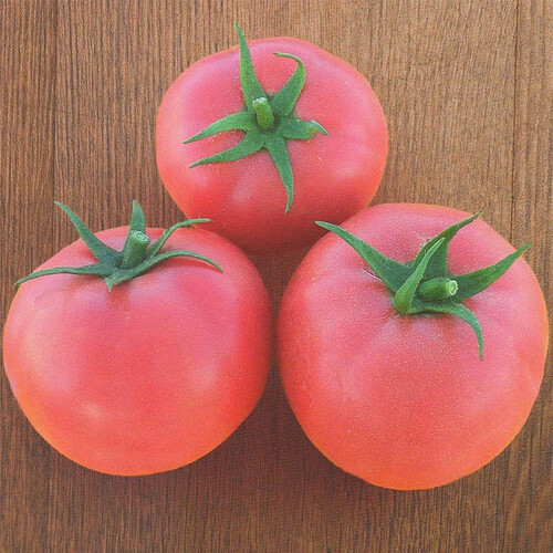 Насіння томату детермінантного Хапінет F1 Syngenta від 10 шт (Agriks), Фасовка: Середня упаковка 50 шт | Agriks