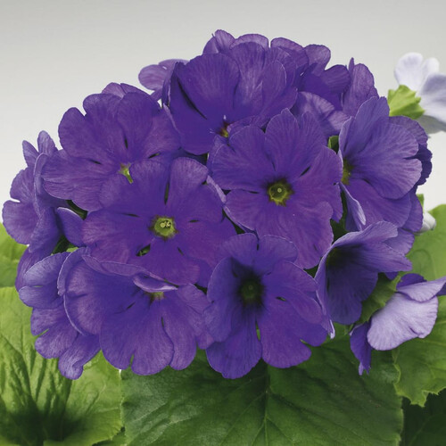 Семена примулы Либре F1 deep blue Syngenta Flowers 100 шт, Разновидности: Blue deep, Фасовка: Проф упаковка 100 шт | Agriks