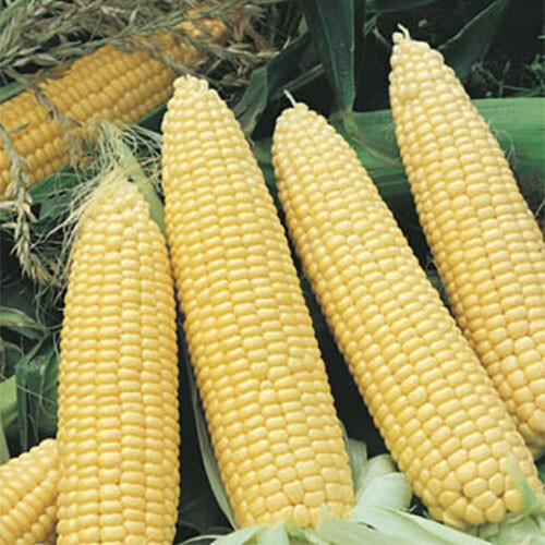 Семена кукурузы сахарной Nasko Zea 80/24 F1 Nasko от 250 шт, Фасовка: Проф упаковка 1 000 шт | Agriks