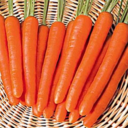 Насіння моркви Мазурка Nasko від 25 г, Фасовка: Проф упаковка 4 кг | Agriks