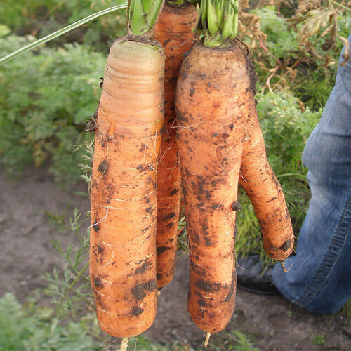 Насіння моркви Монанта Rijk Zwaan від 50 г, Фасовка: Проф упаковка 1 кг | Agriks