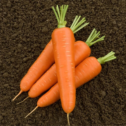 Насіння моркви Олімпо F1 Hazera від 1 г, Фасовка: Проф упаковка 100 000 шт (1,8 - 2,0) | Agriks