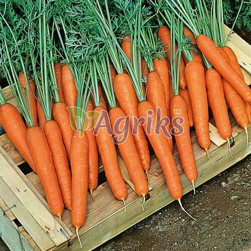 Насіння моркви Престо F1 Vilmorin S. A. від 1 г, Фасовка: Проф упаковка 25 000 шт (1,6 - 1,8) | Agriks