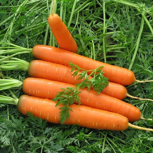 Насіння моркви Сатурно F1 Clause від 25 000 шт, Фасовка: Проф упаковка 100 000 шт | Agriks