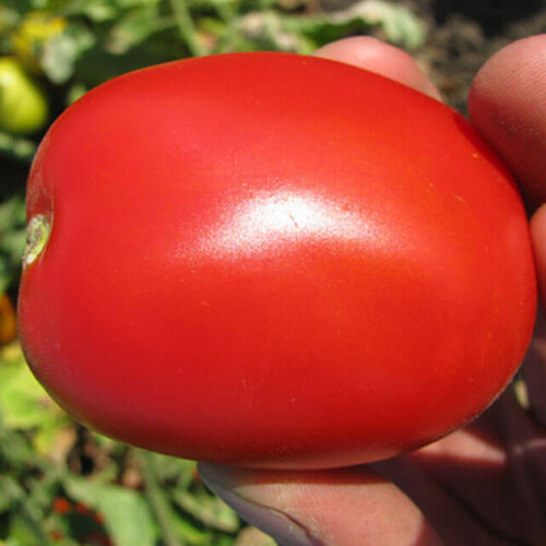 Насіння томату детермінантного П`етраросса F1 Clause від 20 шт, Фасовка: Проф упаковка 25 000 шт | Agriks