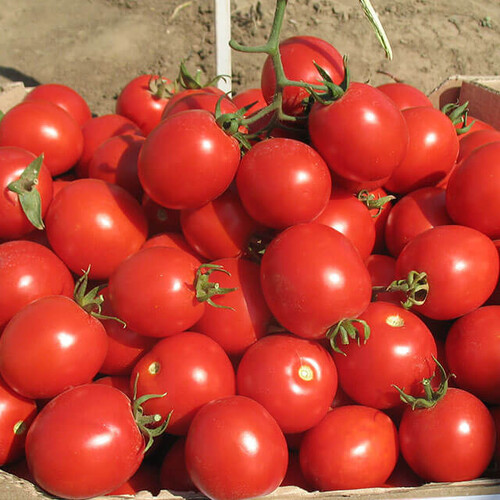 Насіння томату детермінантного Солероссо F1 Nunhems від 20 шт (Agriks), Фасовка: Проф упаковка 25 000 шт драже | Agriks