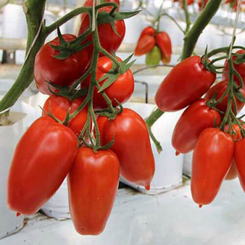Насіння томату індетермінантного Айдар F1 Clause від 250 шт, Фасовка: Проф упаковка 1 000 шт | Agriks