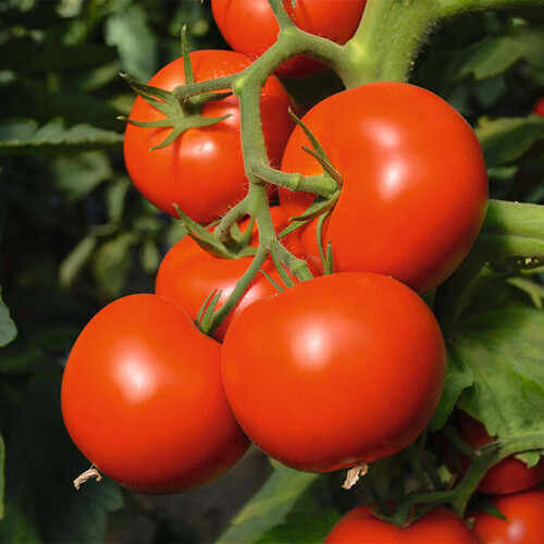 Насіння томату індетермінантного Тойво F1 Bejo від 10 шт, Фасовка: Проф упаковка 1 000 шт | Agriks
