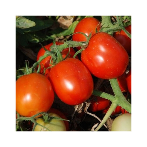 Насіння томату детермінантного Аксель F1 Еsasem від 1 000 шт | Agriks