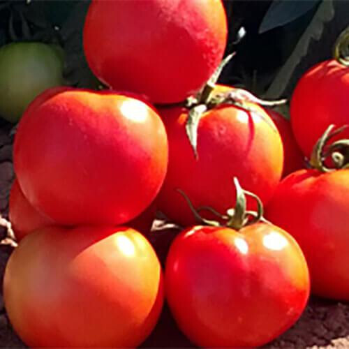 Насіння томату детермінантного Бехрам F1 Enza Zaden від 10 шт, Фасовка: Проф упаковка 500 шт | Agriks