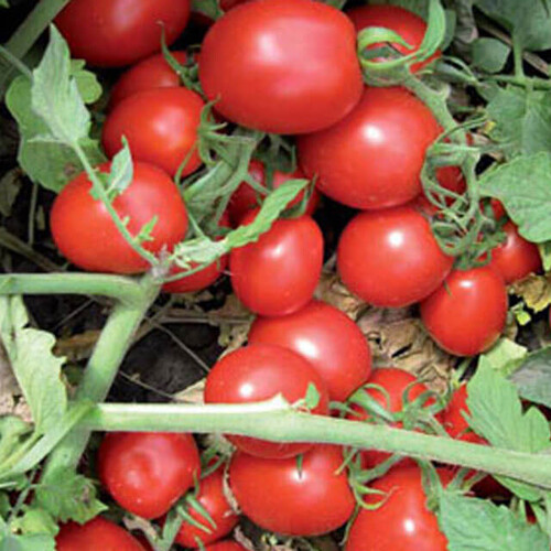 Насіння томату детермінантного Перфектпіл F1 Seminis від 1 000 шт, Фасовка: Проф упаковка 25 000 шт | Agriks