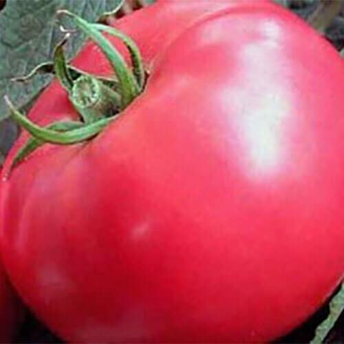 Насіння томату детермінантного Пінк Буш F1 Sakata 1 000 шт, Фасовка: Проф упаковка 1 000 шт | Agriks