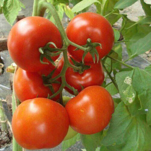 Насіння томату індетермінантного Чінто F1 Rijk Zwaan від 100 шт, Фасовка: Проф упаковка 1 000 шт | Agriks